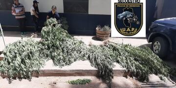 Secuestro de plantas de marihuana en Lujan de Cuyo