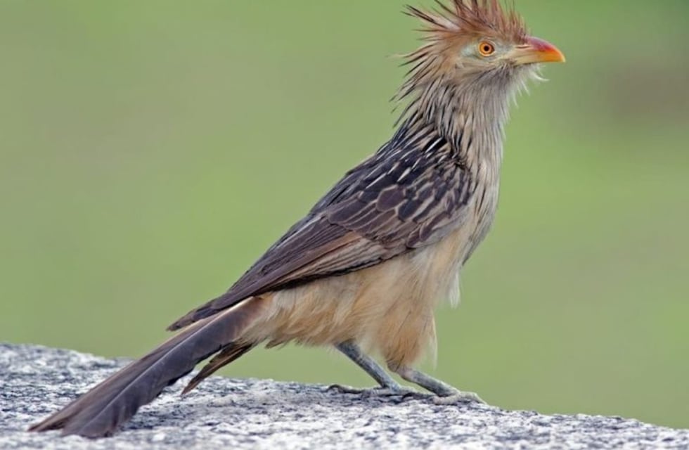 Confirman que existen 200 especies de aves en el Cerro de la Virgen