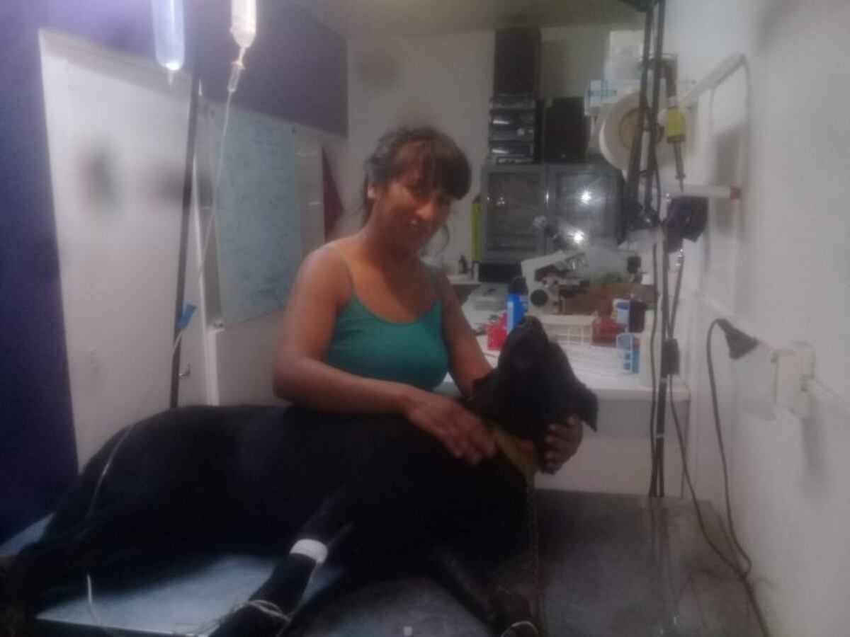 Evoluciona favorablemente la salud del perro que fue acuchillado en Viedma