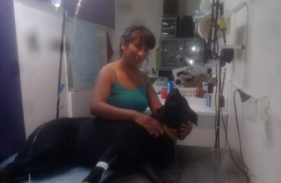 Evoluciona favorablemente la salud del perro que fue acuchillado en Viedma