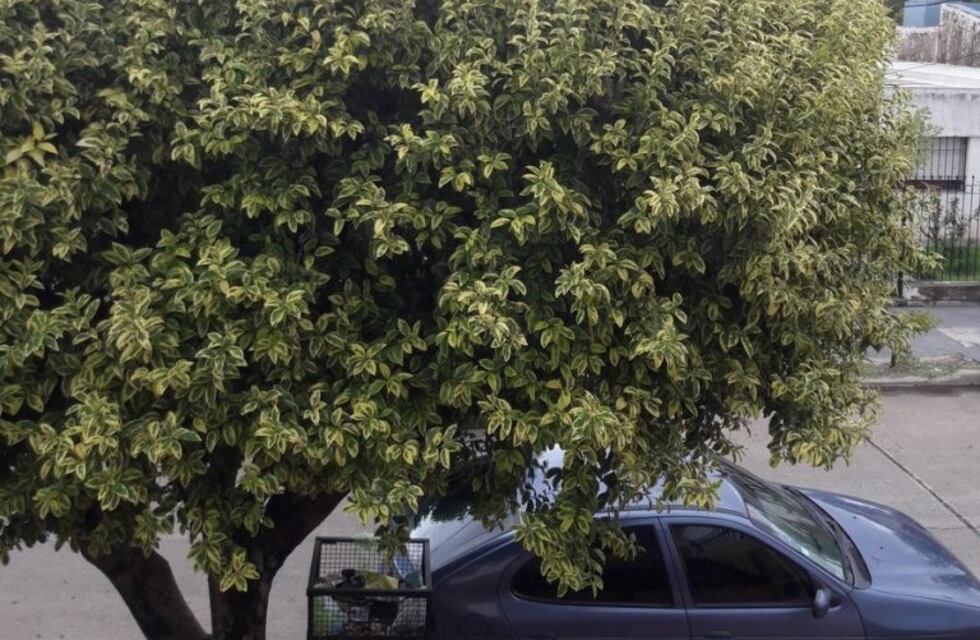 Nuevo desafío viral: ¿dónde está el gato?