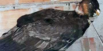 Rescataron en Salta Capital a un cóndor andino con signos de intoxicación (Ministerio de Producción y Desarrollo Sustentable)
