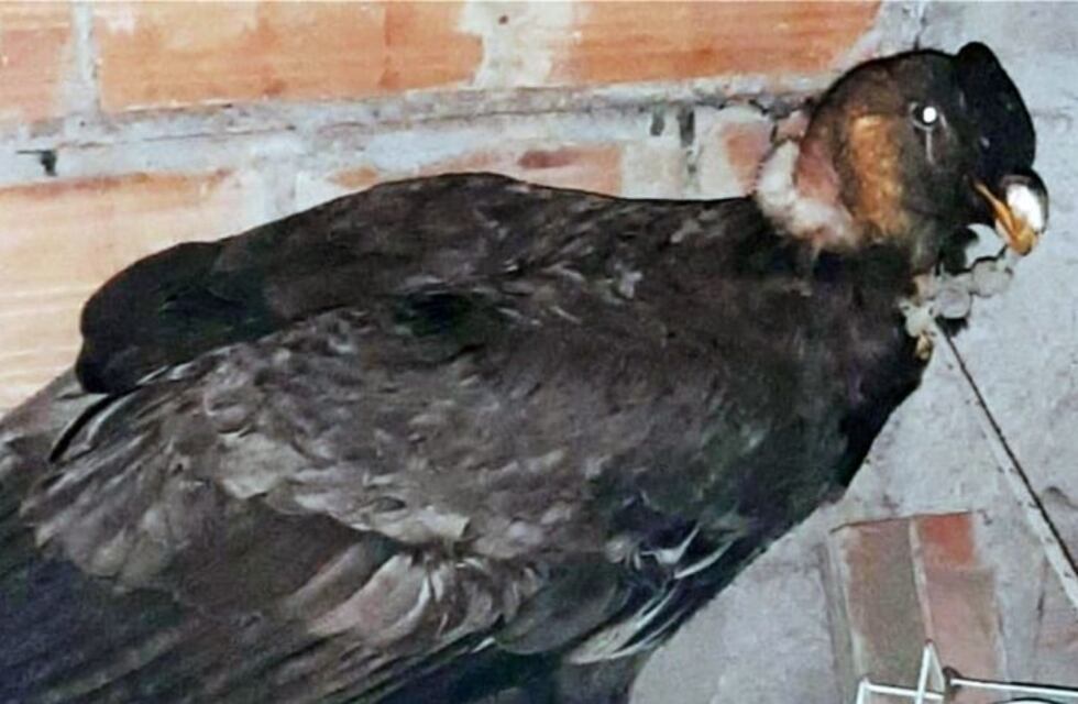 Rescataron en Salta Capital a un cóndor andino con signos de intoxicación