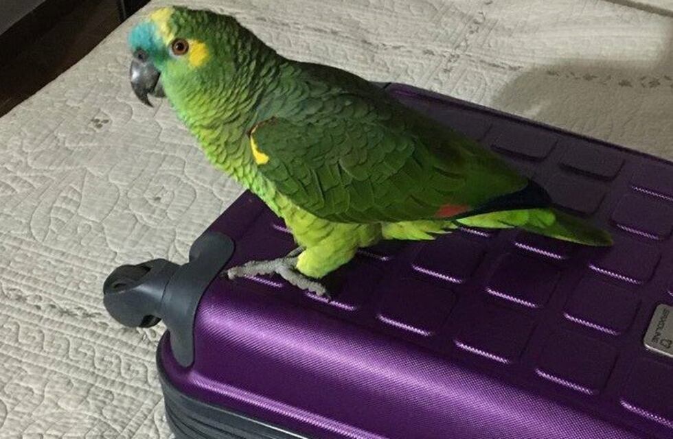 Familia desesperada en Fisherton: entraron a robar, dejaron la puerta abierta y se escapó el loro
