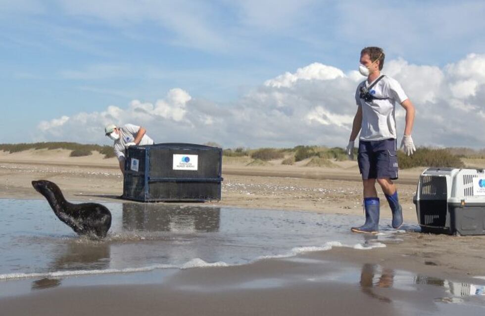 Regresaron al mar a un lobo marino rescatado en Dock Sud