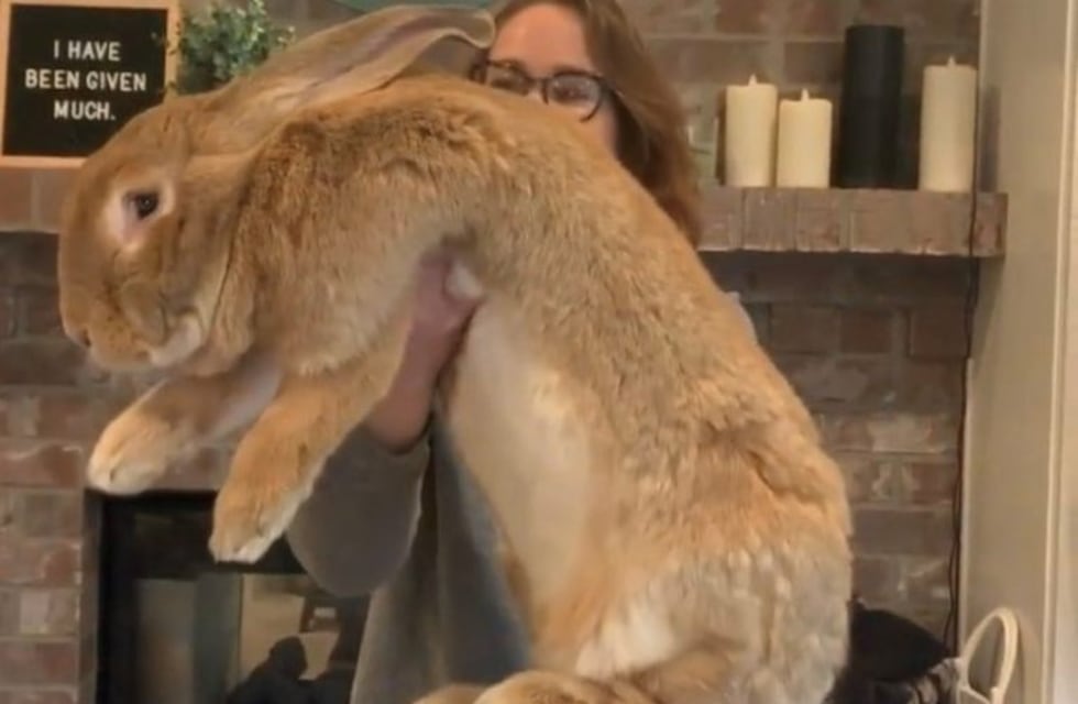 "Cocoa Puff", el conejo gigante que es furor en las redes