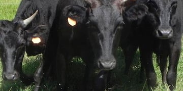 Manada de Wagyu