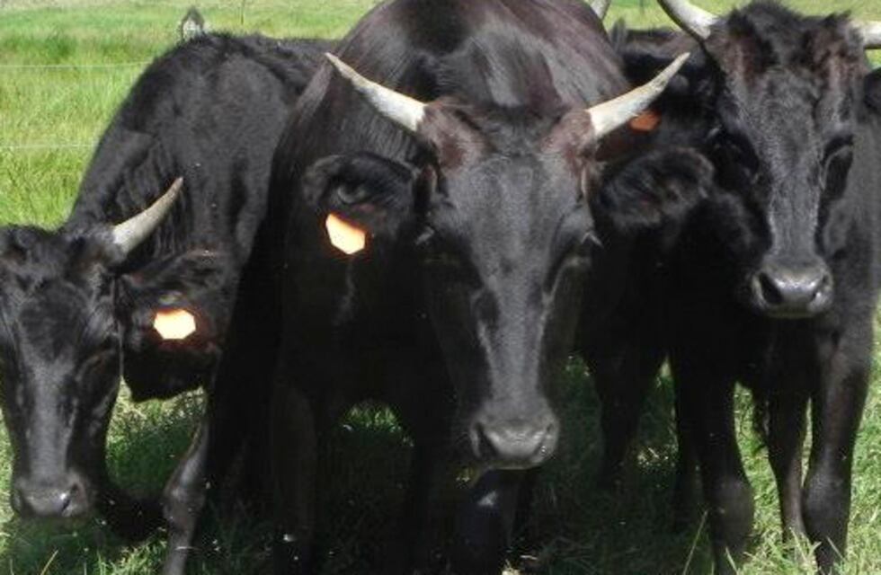 Hamburguesas Wagyu, carne premium