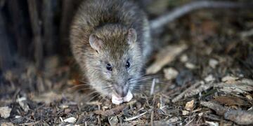 Video de una rata gigante en Salta se volvió viral en Facebook (AP/rancois Mori).