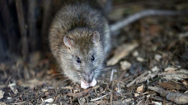 Video de una rata gigante en Salta se volvió viral en Facebook (AP/rancois Mori).