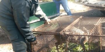 Rescataron a dos animales exóticos en las localidades de Colonia Guaraní y Oberá.