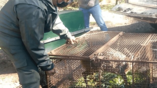 Rescataron a dos animales exóticos en las localidades de Colonia Guaraní y Oberá.