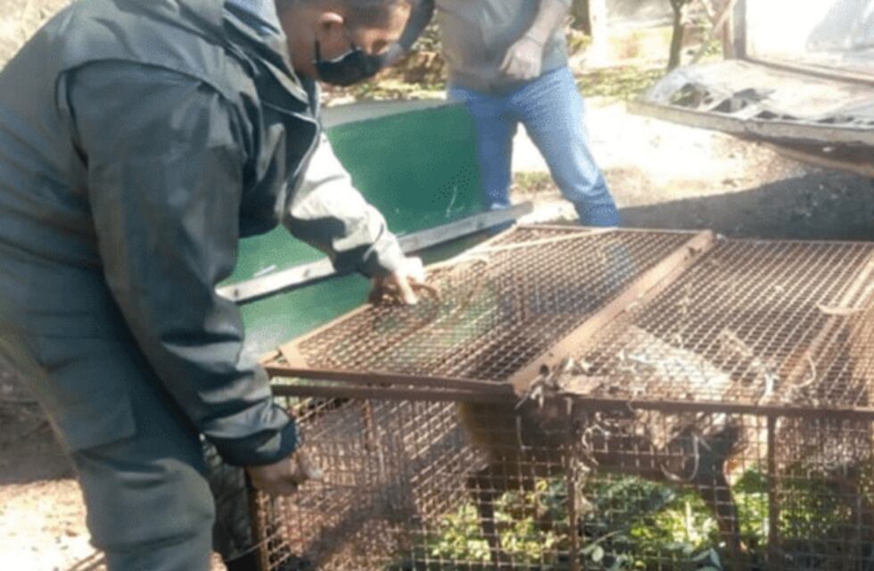 Rescataron a dos animales exóticos en las localidades de Colonia Guaraní y Oberá