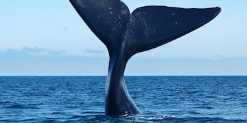 Cuánto sale viajar desde Córdoba a Puerto Madryn para ver ballenas. (Foto: Web)