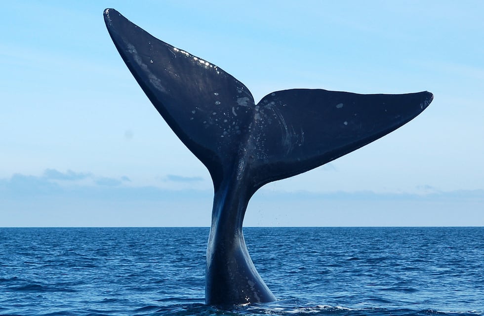 Avistaje de ballenas en Puerto Madryn: cuánto sale viajar desde Córdoba