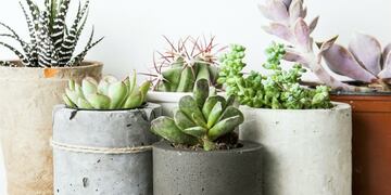 El boom de las suculentas\u002E