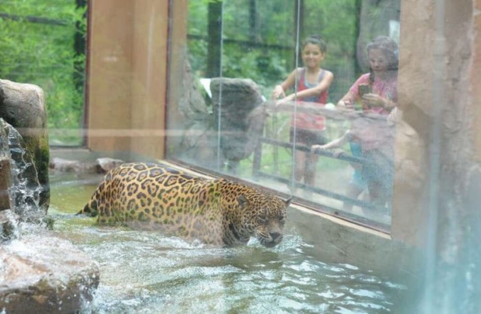 Los grandes animales del Zoo platense ya tiene destino