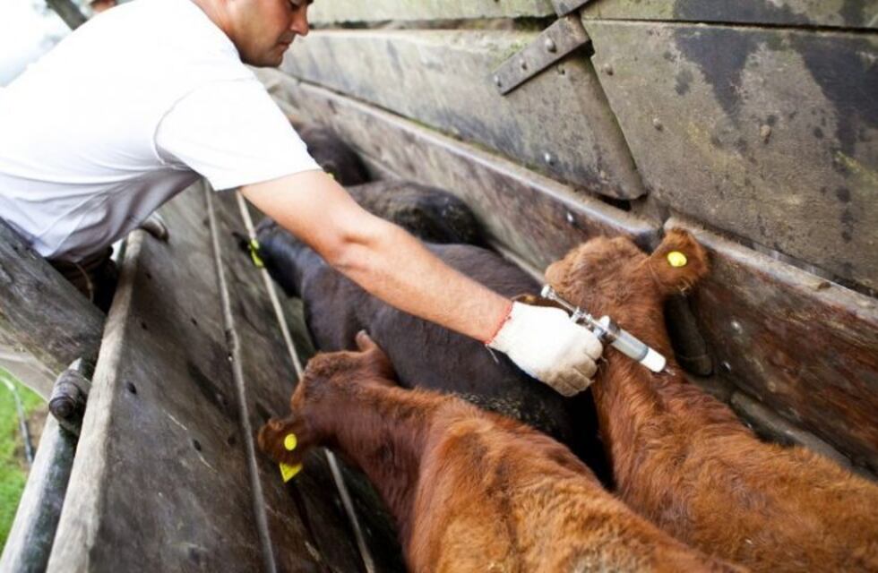 Inmunizan contra la rabia paresiante a vacunos de Misiones