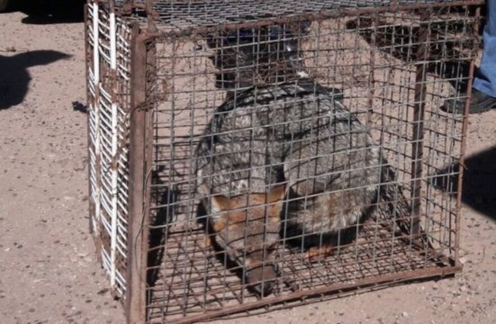 Atraparon un zorro, en una casa de barrio Alberdi