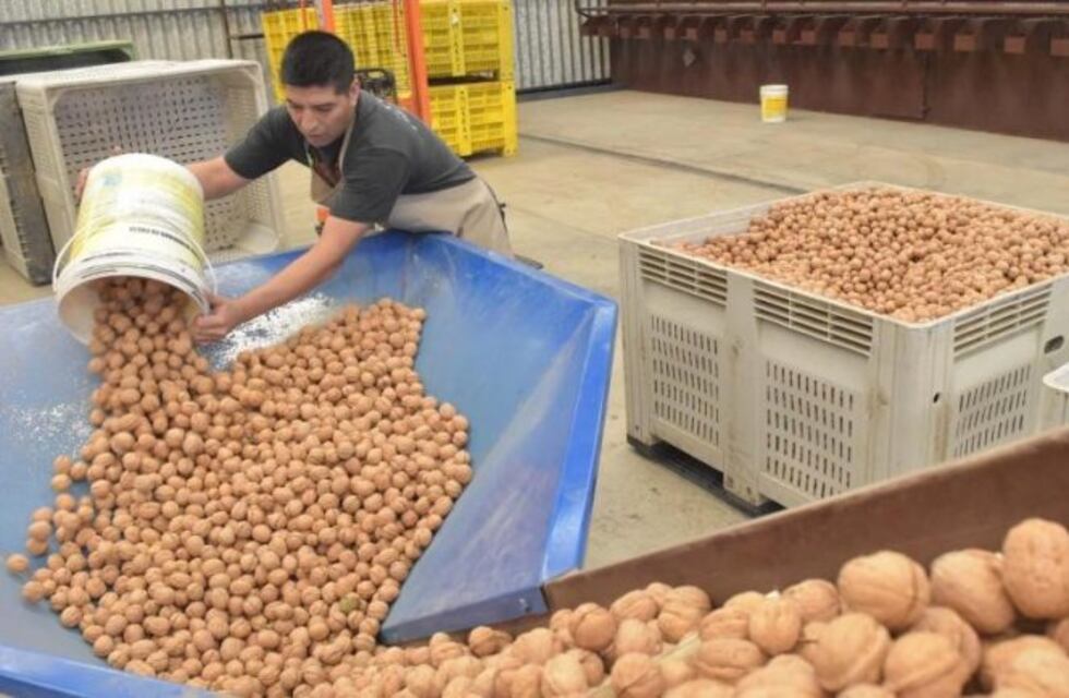 Río Negro es la mayor productora de frutos secos del país