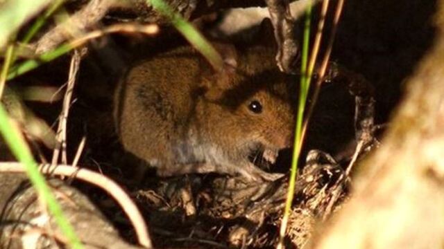 Hantavirus: las políticas de Estado en el centro de la polémica\u002E