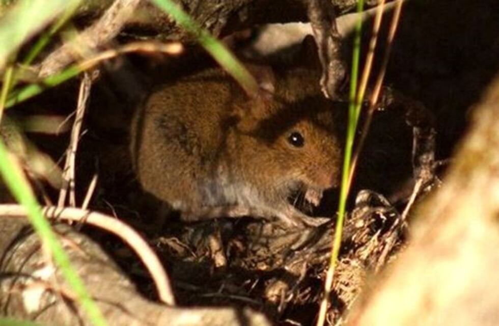 Hantavirus: Unquillo y Salsipuedes desmienten falsos comunicados
