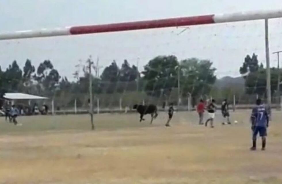 Un toro embravecido paralizó un partido de fútbol en Jujuy