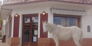 Bizcochito o Criollito, así llaman a la yegua más famosa de Capilla del Monte\u002E