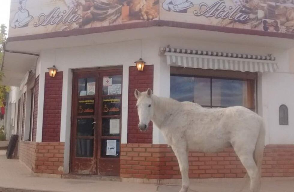 "Bizcochito", la yegua que "pide pan" en los negocios de Capilla del Monte