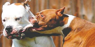 Dos pitbull muertos en la ciudad de Santa Fe\u002E (NDS Noticias)