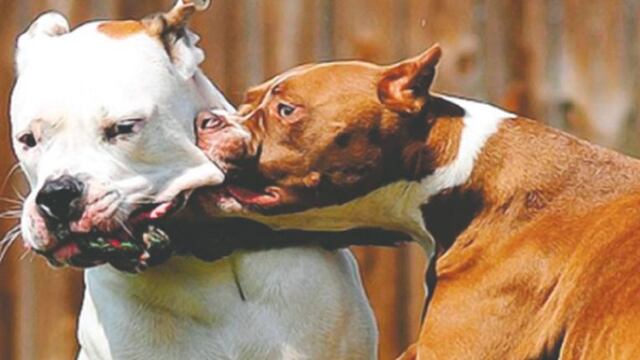 Un pitbull atacó a una joven de 24 años en San Rafael.