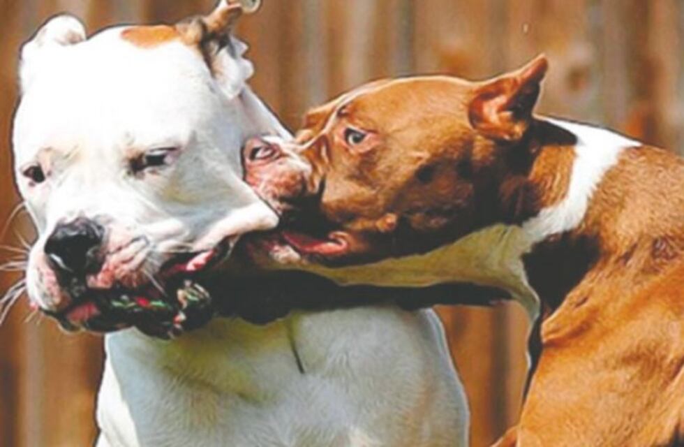 Su pitbull y el de un vecino se peleaban y los mató a balazos