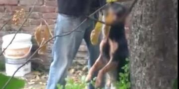 El perro murió ahorcado en la vivienda de Beltrán\u002E (Archivo)