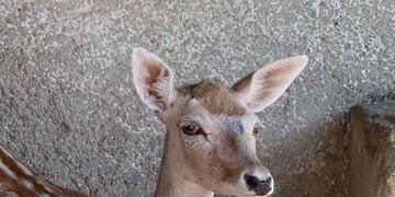Nadie sabe qué ocurrió con la criatura este fin de semana después de que salió el sol\u002E (Foto ilustrativa de AFP)
