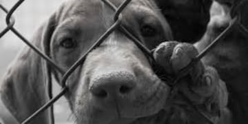 Ada quedó mal herida y piden ayuda para ella\u002E