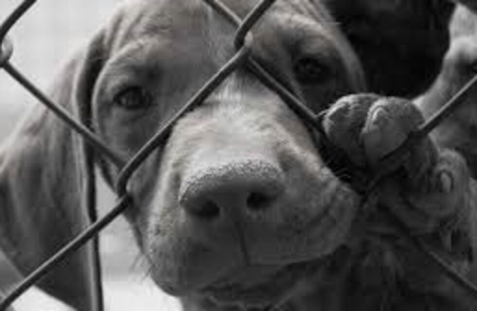 Una perrita fue salvajemente agredida cuando defendió la chacra de sus dueños