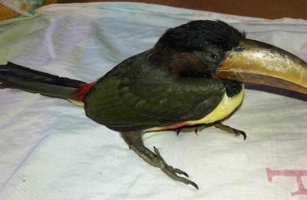 San Ignacio: asistieron a un animal silvestre que se encontraba herido