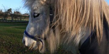 El animal presentaba cortes en sus patas traseras\u002E (Freeimages\u002Ecom)