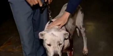 Roca fue internada en el Hospital Animal Doctor Cossia\u002E (Canal 3)