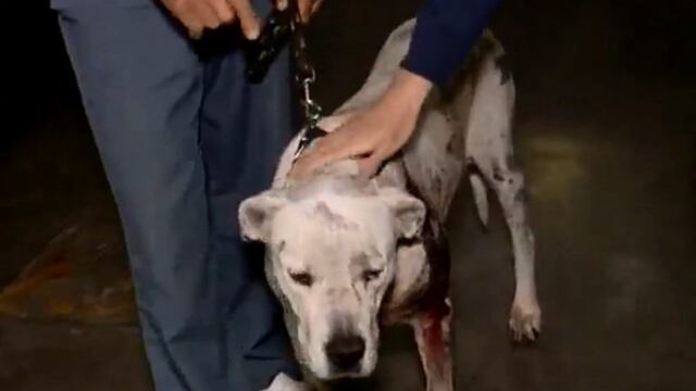 Roca fue internada en el Hospital Animal Doctor Cossia\u002E (Canal 3)