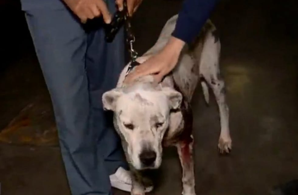 Una perra dogo fue baleada cuando atacó a ladrones armados ante su familia