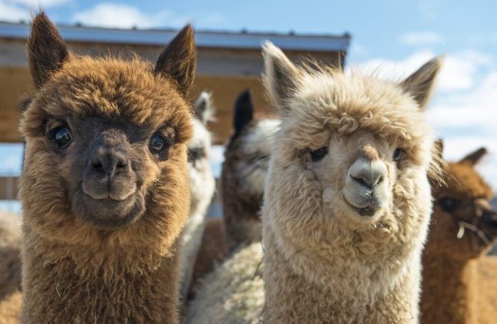 Las llamas pueden ser la clave de una vacuna contra la gripe