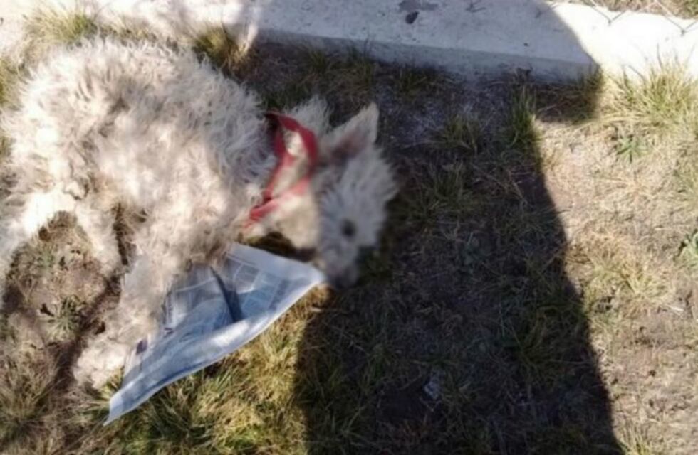 En un barrio de Alta Gracia aparecieron animales muertos