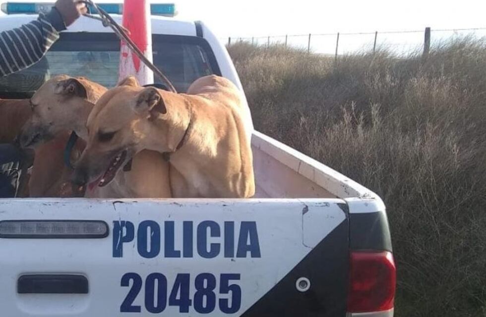 Aprehendieron cazadores furtivos en Pehuen Co
