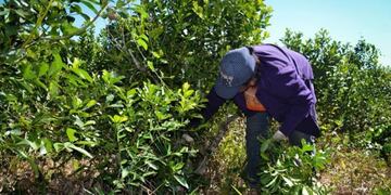 Los productores yerbateros se reunieron para tratar la posible desregulación