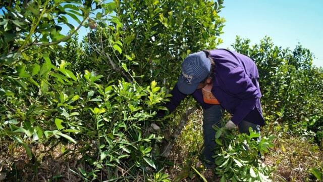 Productores yerbateros