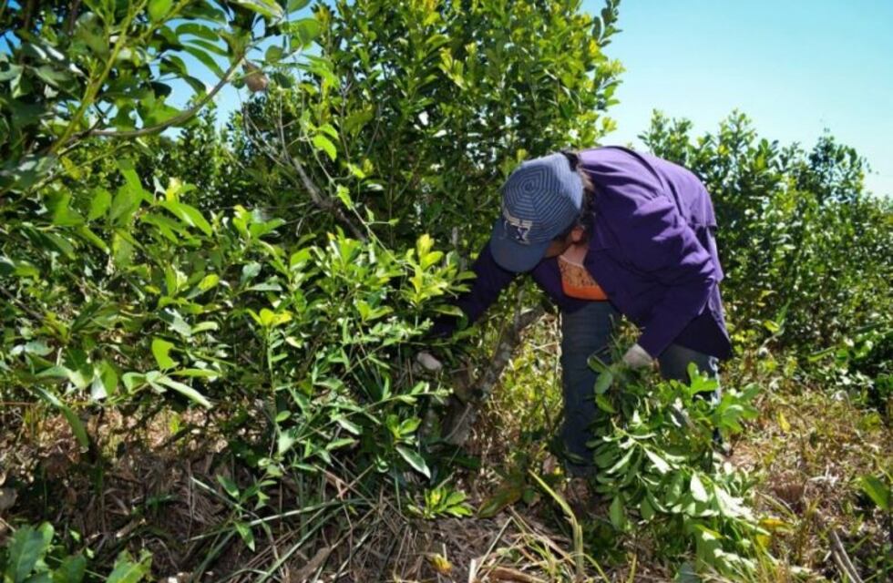 Denuncian que la suba de precios perjudica a los productores yerbateros
