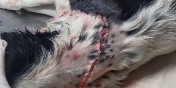 Perra herida tras ataque de pitbull en plaza San Martín