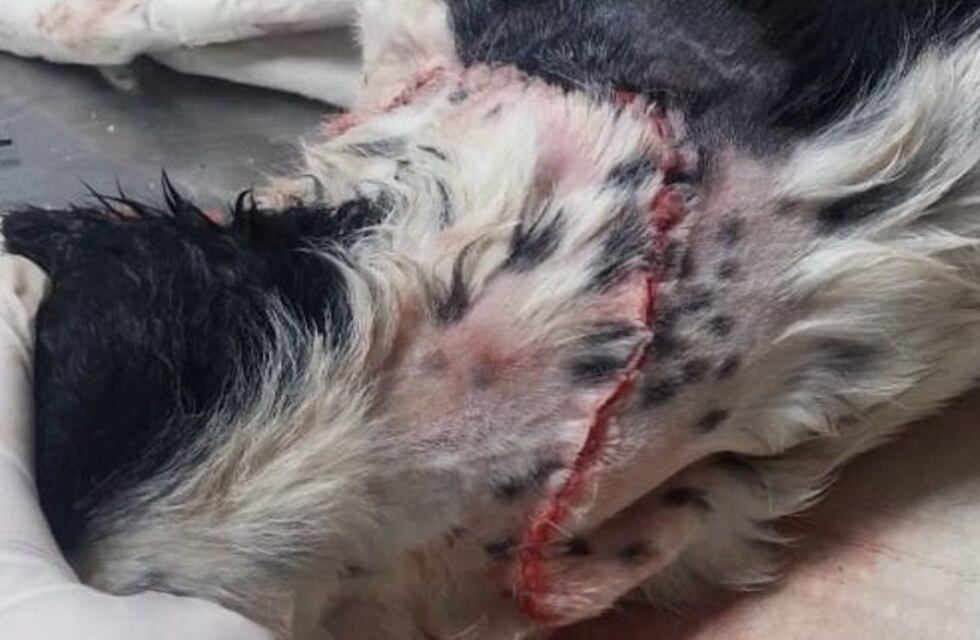 Otro ataque de un pitbull: casi mata a una perrita en plaza San Martín