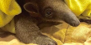 Rescataron a un oso hormiguero bebé que estaba en cautiverio y malas condiciones
